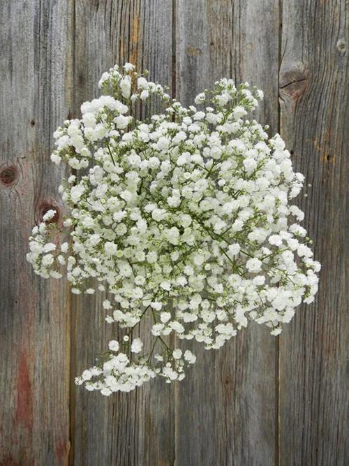 MIRABELLA  WHITE GYPSOPHILA